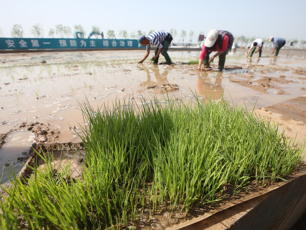 chinese-scientists-develop-rice-that-can-grow-in-seawater-potentially