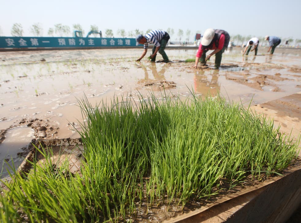 Scientists have been trying for decades to get rice to grow successfully in salty water