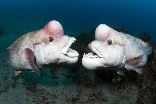 Not pretty, but fascinating: David Attenborough brings us the kobudai fish