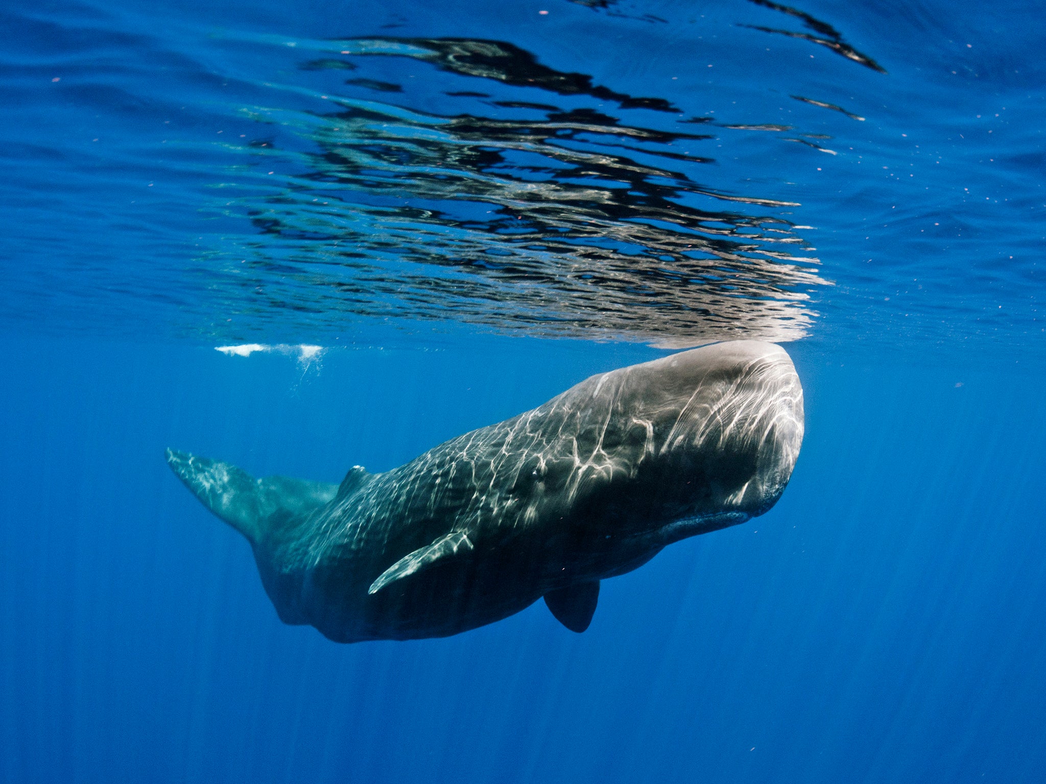 It is unusual to find sperm whales in British waters