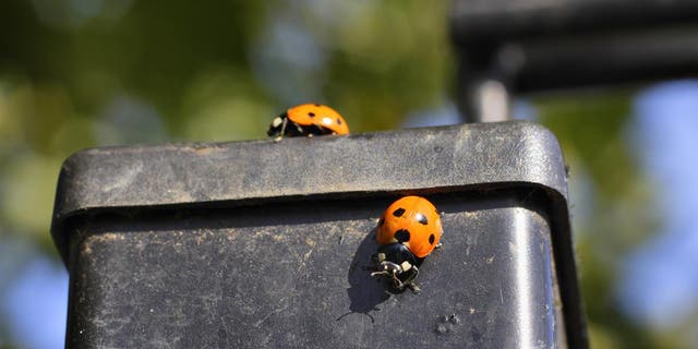 <p>An influx of ladybirds have been gathering on windowsills and taking shelter inside homes</p>