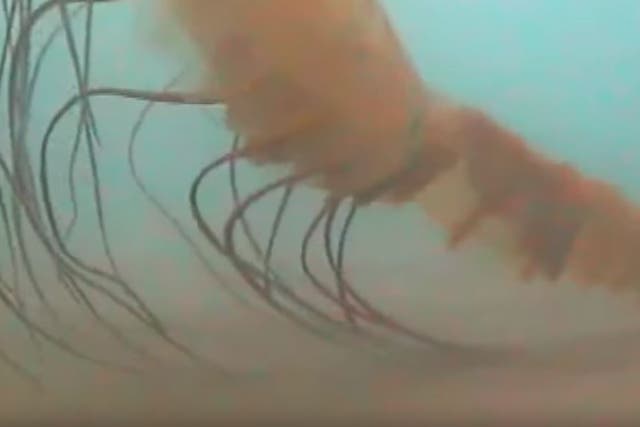 Ancient jellyfish have been spotted beneath the Arctic ice