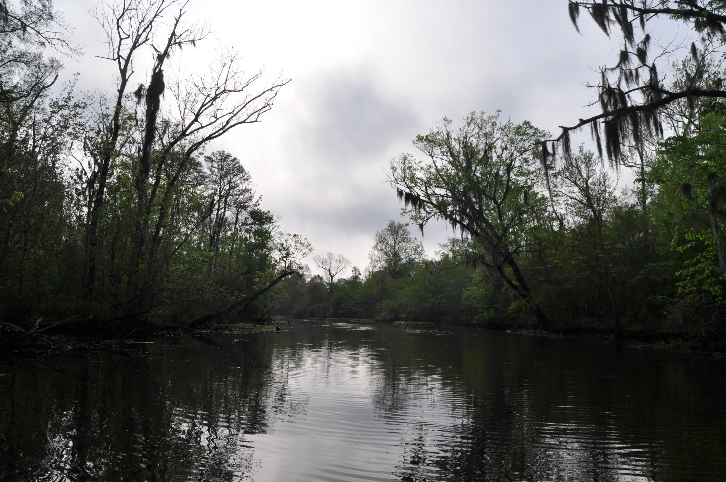 Manchac Swamp, said to be haunted by the ghost of voodoo princess Julia Brown