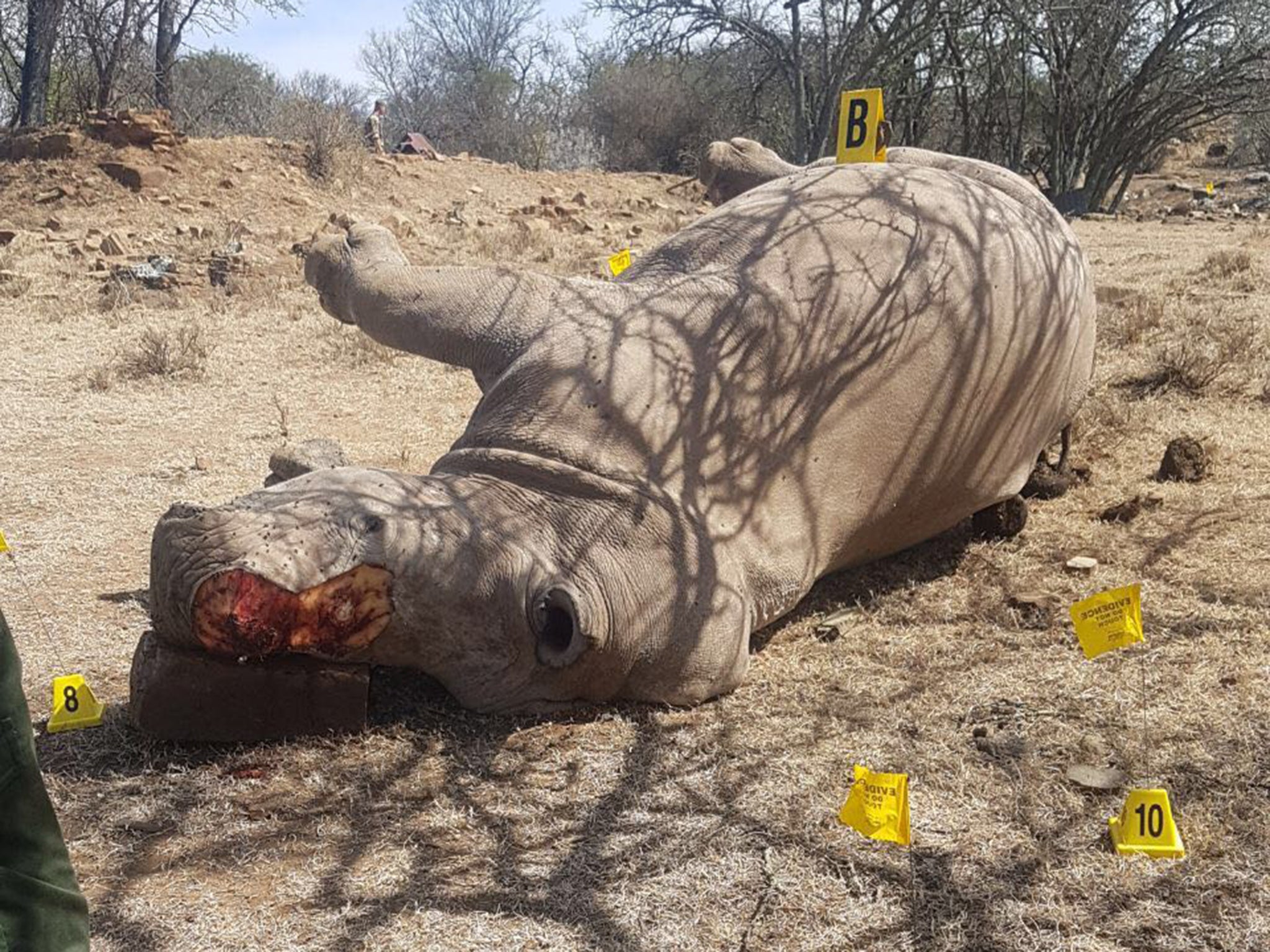 One of the Rhinos killed in the private game reserve in South Africa