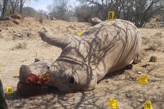 One of the Rhinos killed in the private game reserve in South Africa