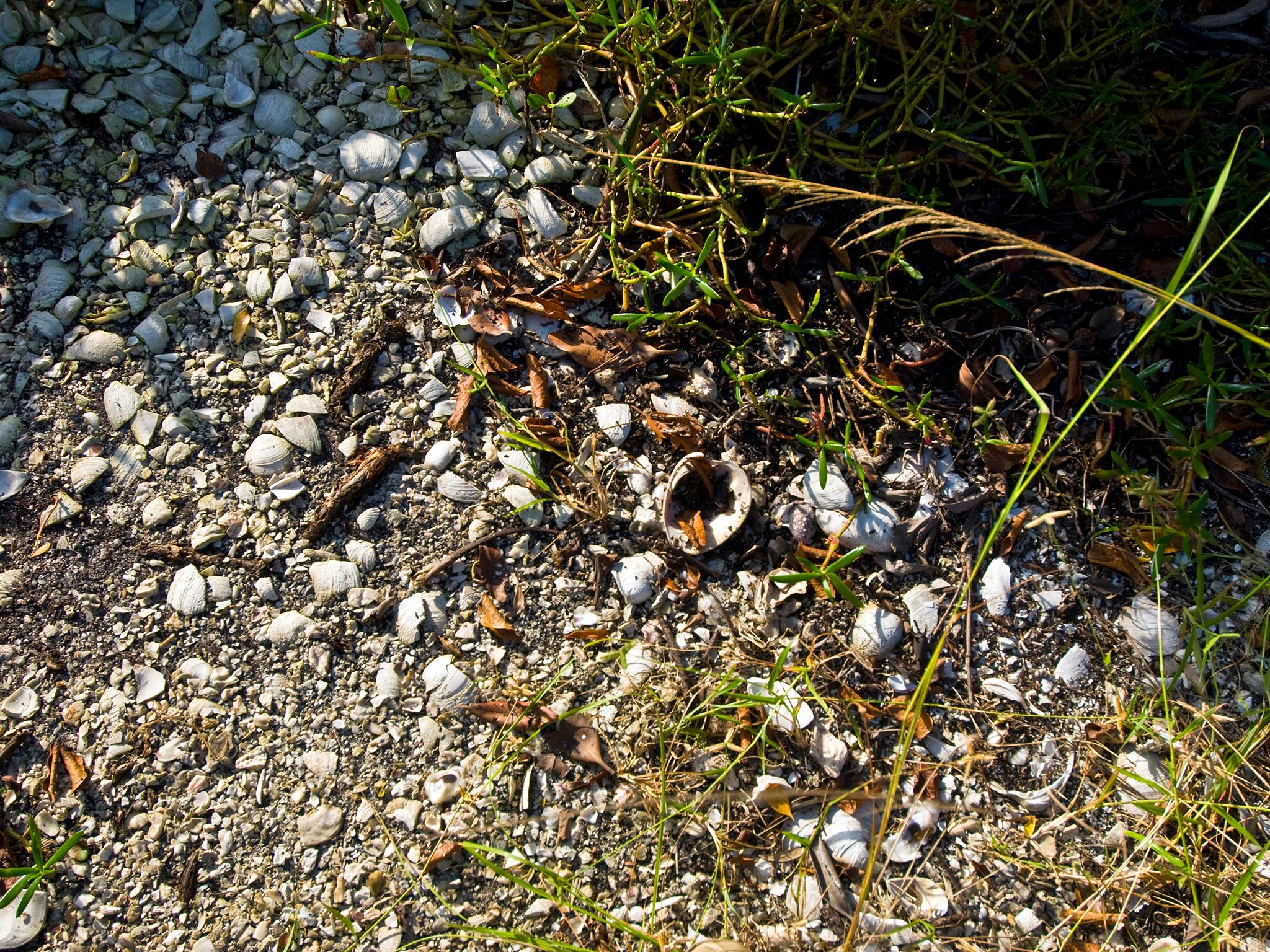 There are more than 2,000 shell heaps on the coast of Maine, but almost all are disappearing