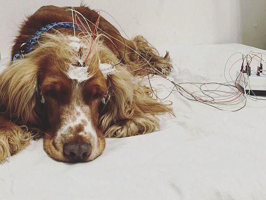 Dogs were subjected to positive and negative experiences before being allowed to sleep
