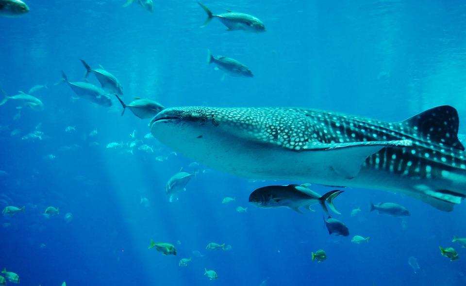 Djibouti has one of the rawest, wildest swimming with whale sharks experiences