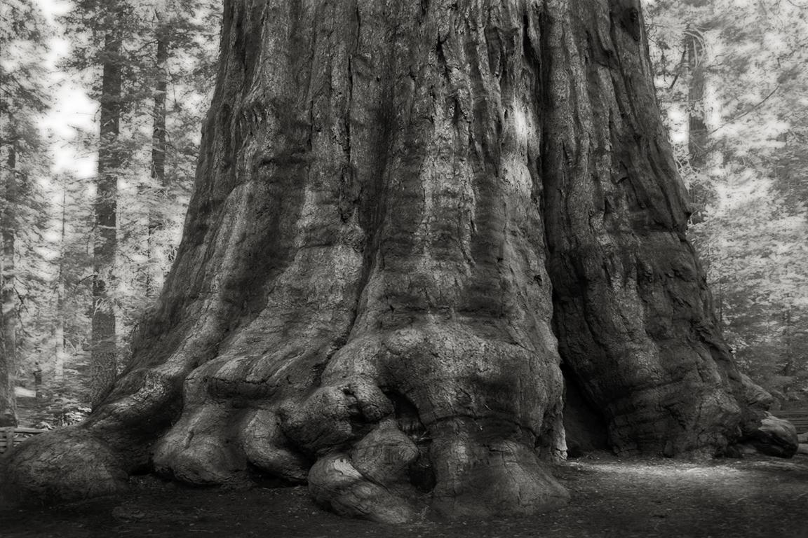 <p>General Sherman, the world’s largest tree at 275ft </p>