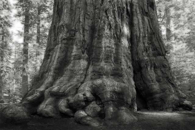 <p>General Sherman, the world’s largest tree at 275ft </p>