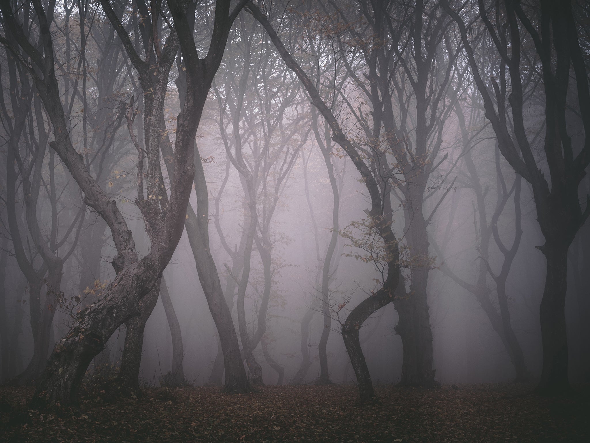 creepy forest night