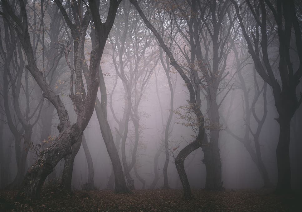 No scientist can explain the strange growth patterns of the Hoia Baciu trees