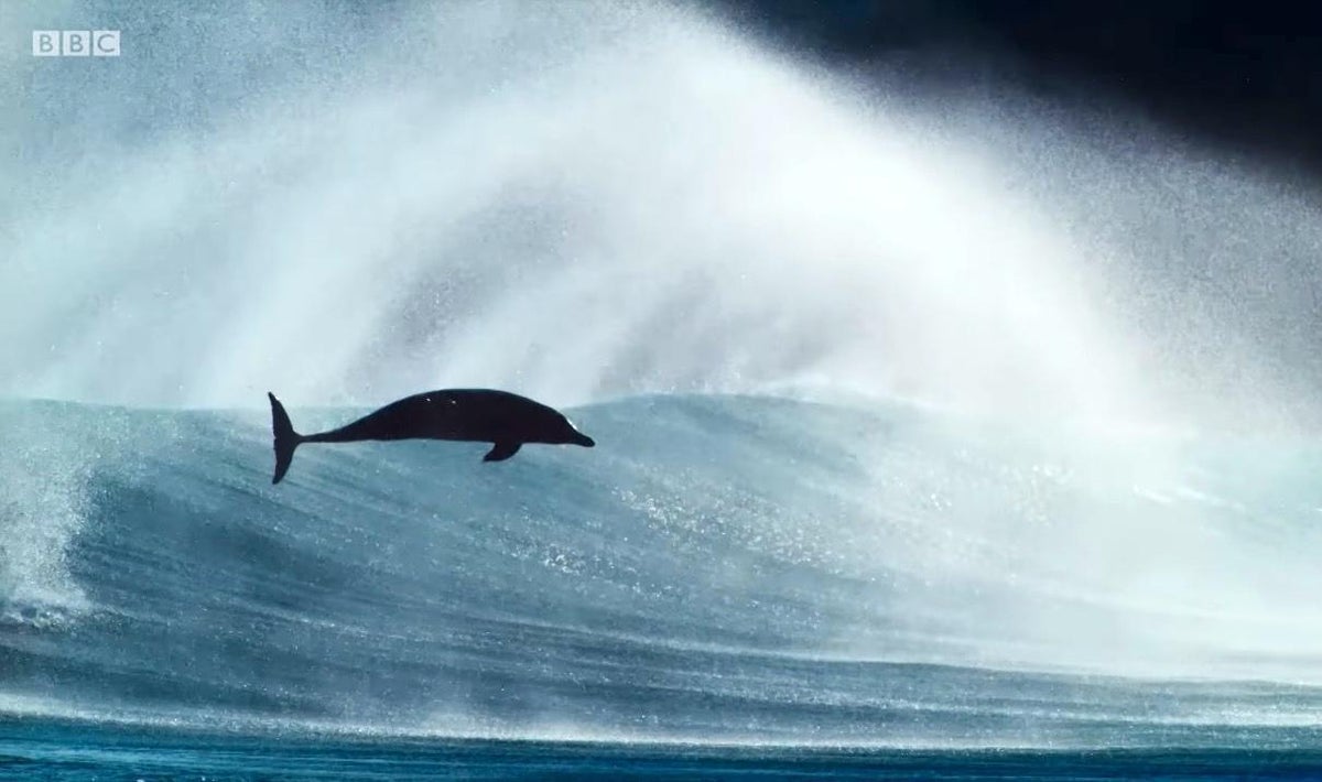 Blue Planet 2 Episode 1 Review Bbc One Hearts Melt With The Icebergs As Walruses Are Left Stranded The Independent The Independent