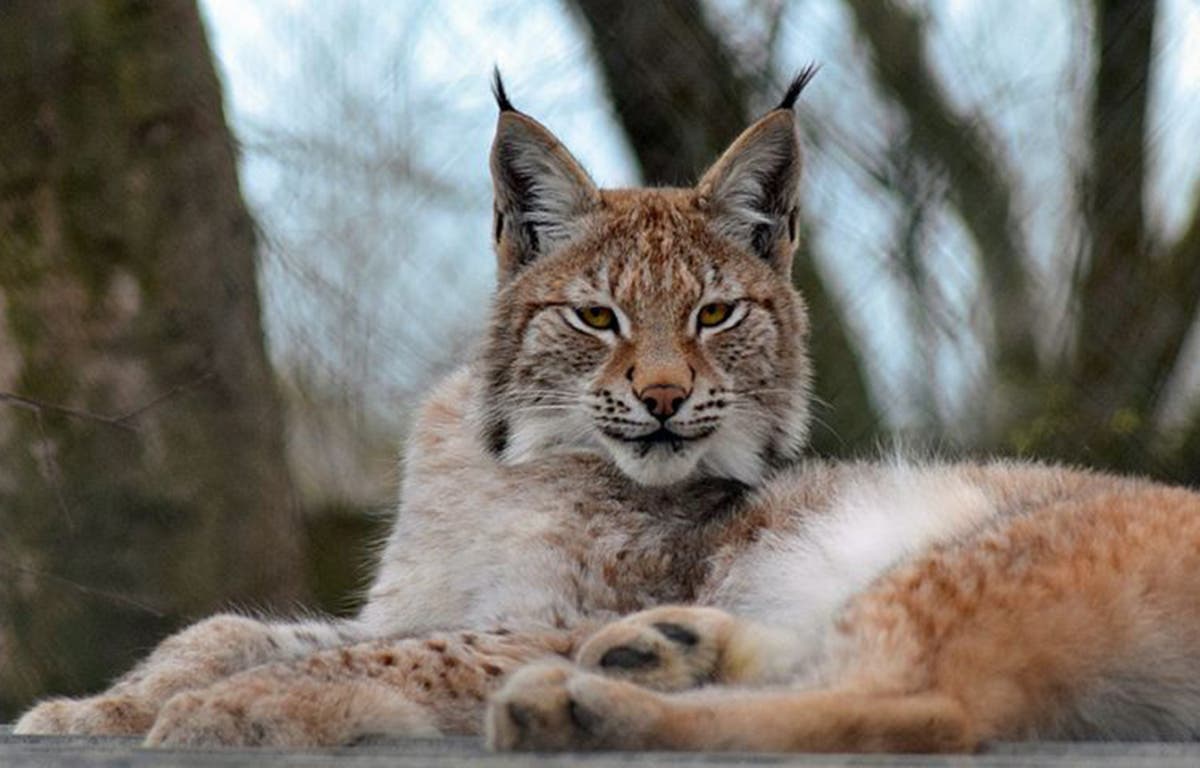 Wales lynx escape Zoo �outraged� over killing of escaped