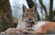 Zoo 'outraged' over killing of escaped lynx
