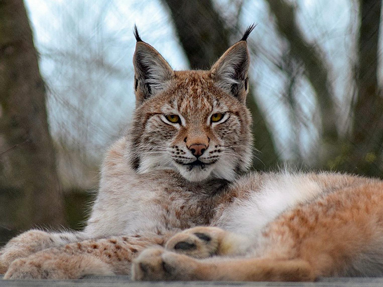 Wild Lynx on the loose in Wales after escaping from zoo | The Independent