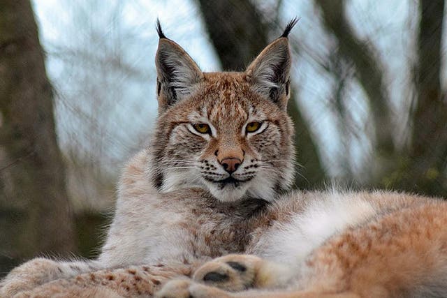 Lillith, the young Eurasian lynx that has escaped from a wildlife park in Wales