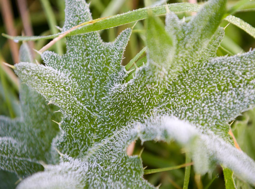 Frost on a leaf in Bristol on Monday morning, when many people woke up to the first widespread frost of the season