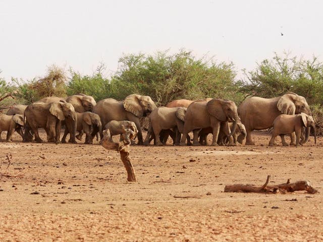 A herd of desert elephants searching for water in Mali