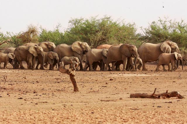 A herd of desert elephants searching for water in Mali