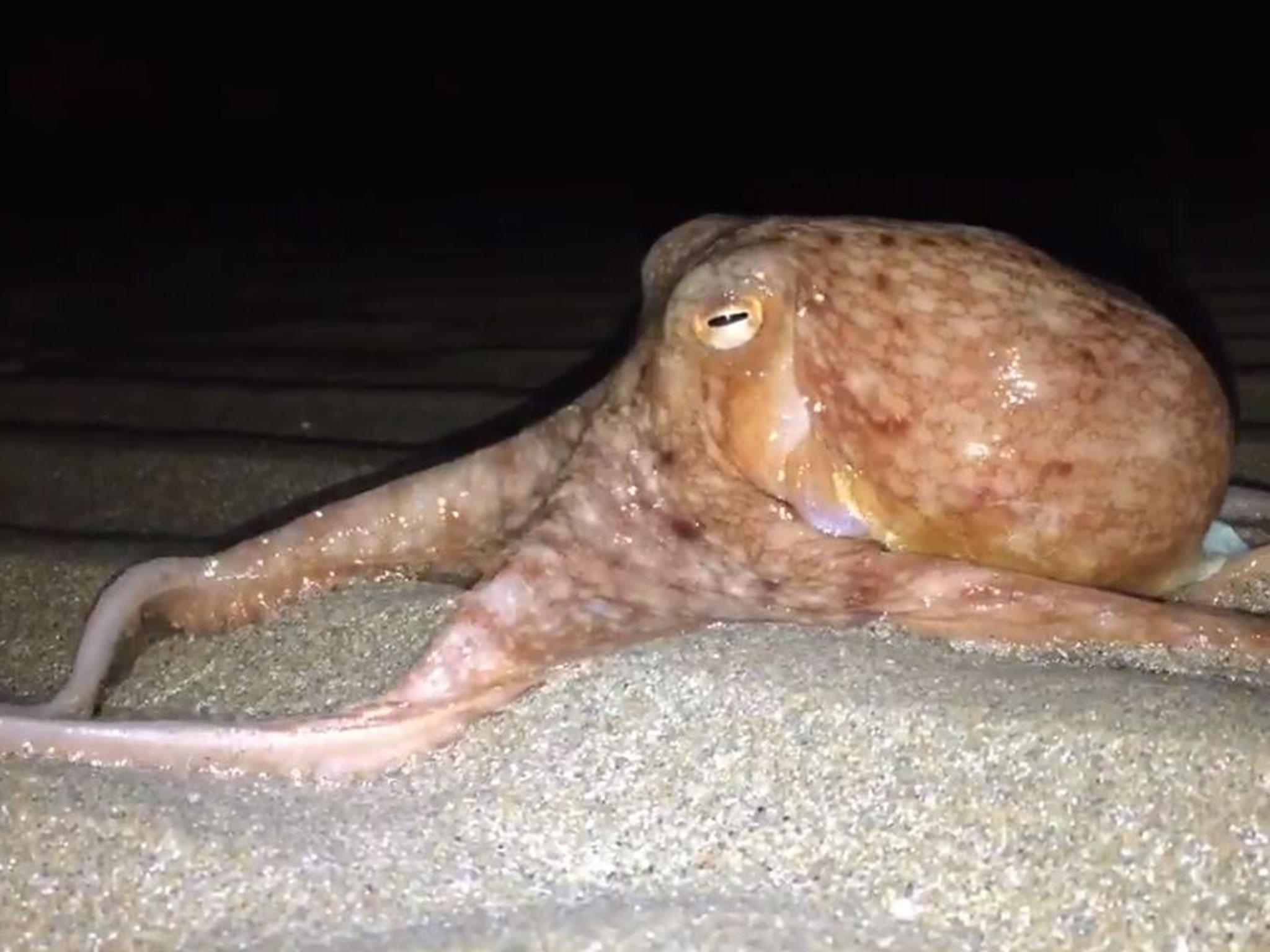 Around 20 octopusess were seen on dry land in New Quay, Ceredigon