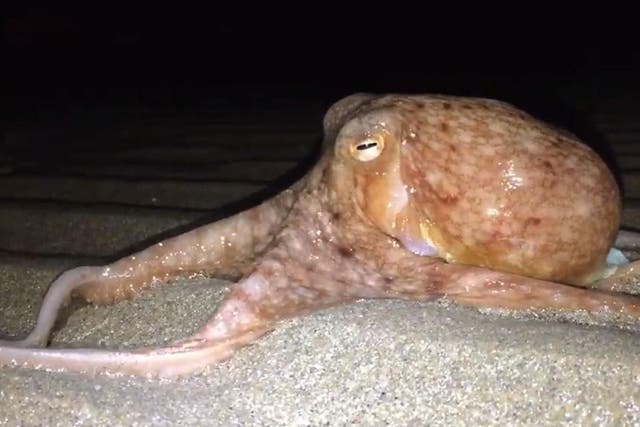 Around 20 octopusess were seen on dry land in New Quay, Ceredigon