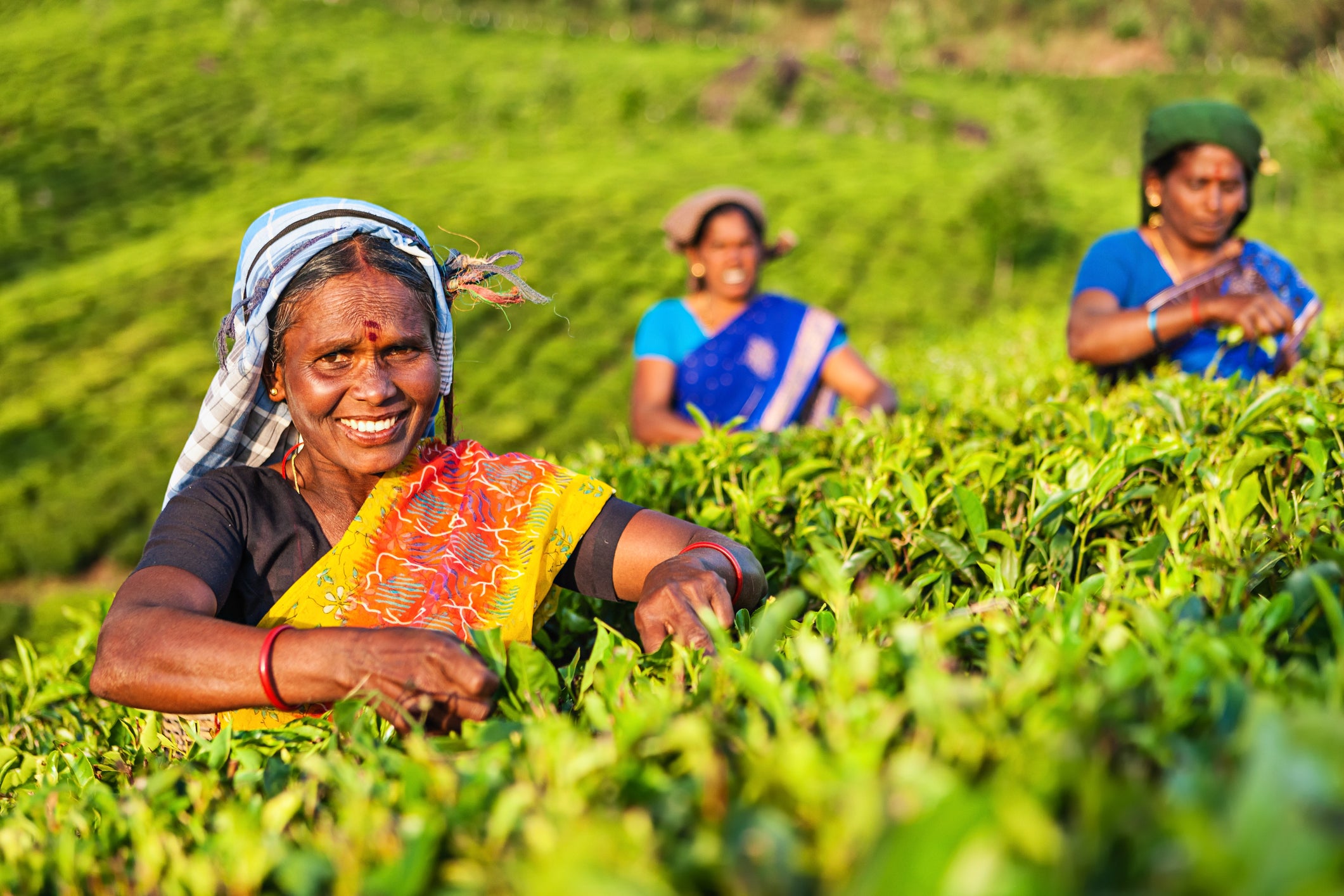 India is one of the largest tea producers in the world