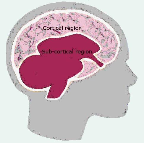 The brain’s cortical and subcortical regions