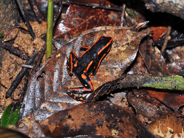 Researchers found they could trigger the complex behaviour of tadpole transport simply by putting tadpoles on a frog’s back