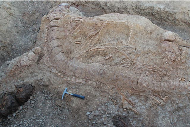 The remarkably intact specimen was unearthed after 1,500 man-hours of digging