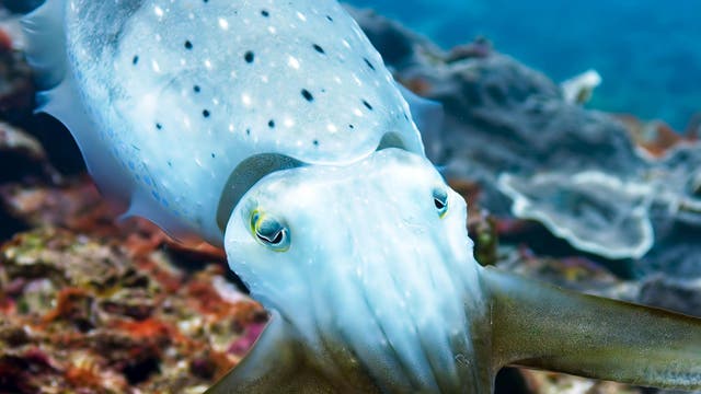Blue Planet II: What you can do to help save our oceans | The Independent |  The Independent