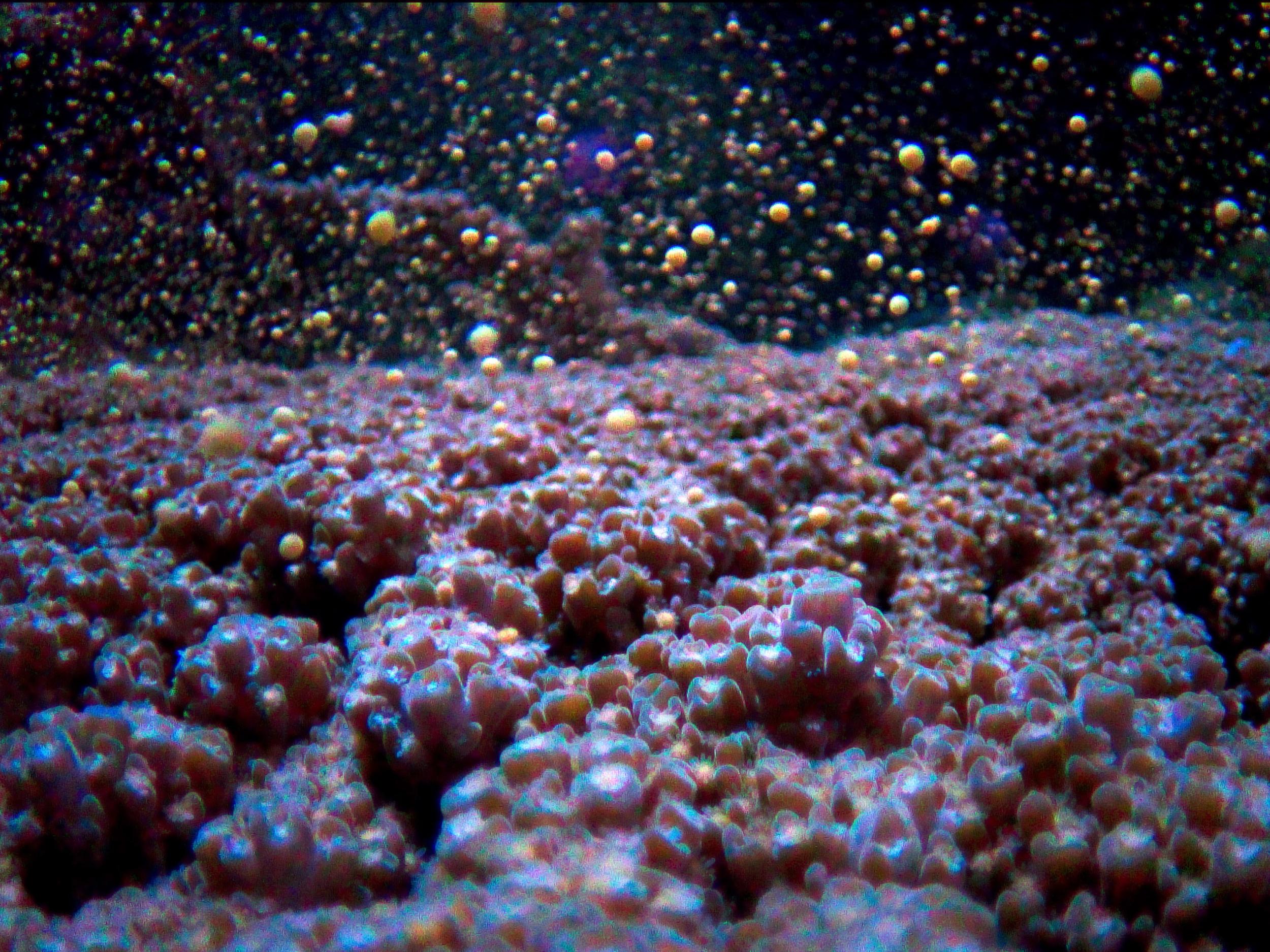 Coral spawning on the Great Barrier Reef, Australia