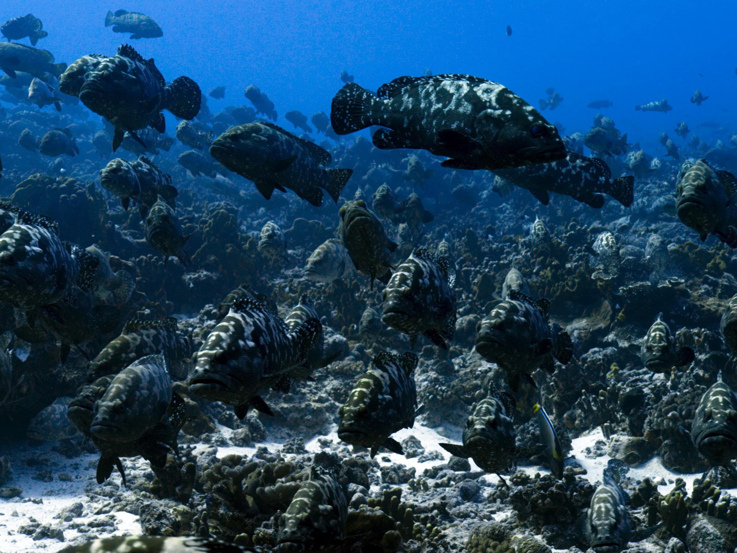 An aggregation of marbled grouper (Epinephelus polyphekadion), French Polynesia