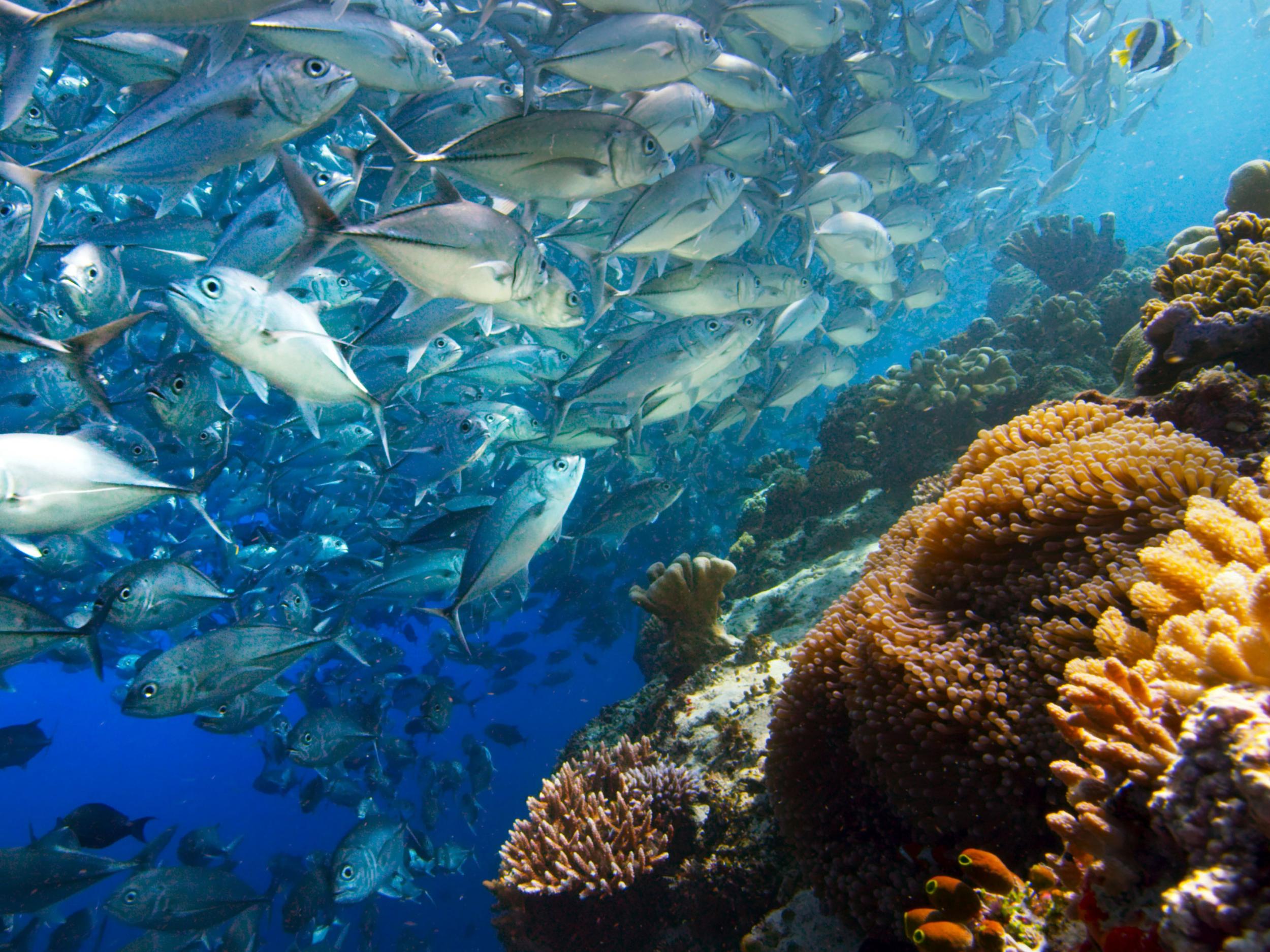 Blue Planet II Could Open Our Eyes To The Possibility Of A World Where Gender Fluidity Is Normal And Accepted