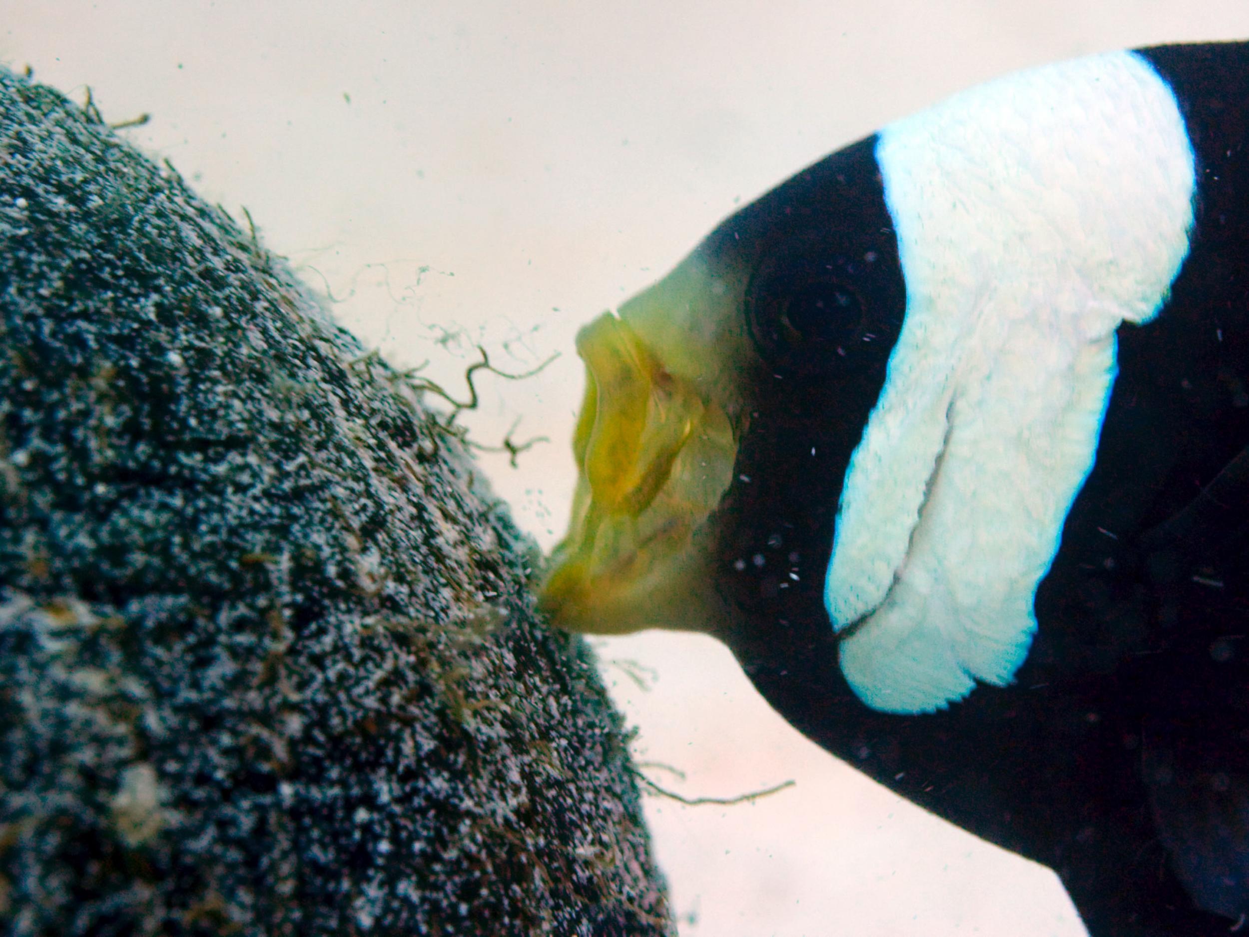 Saddleback clownfish (Amphiprion polymnus)