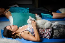 Cat yoga: fad or fabulous?