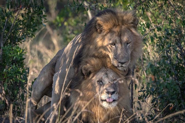 A wildlife photographer has captured a remarkable gay encounter between adult male lions.