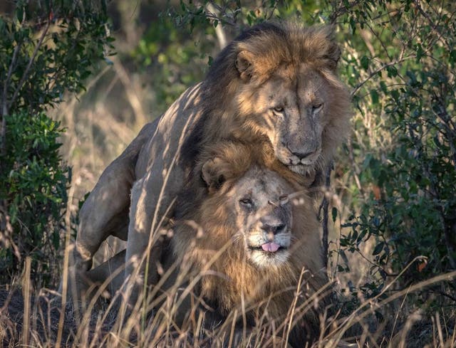 A wildlife photographer has captured a remarkable gay encounter between adult male lions.