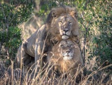 Pair of gay lions need therapy, official in Kenya said