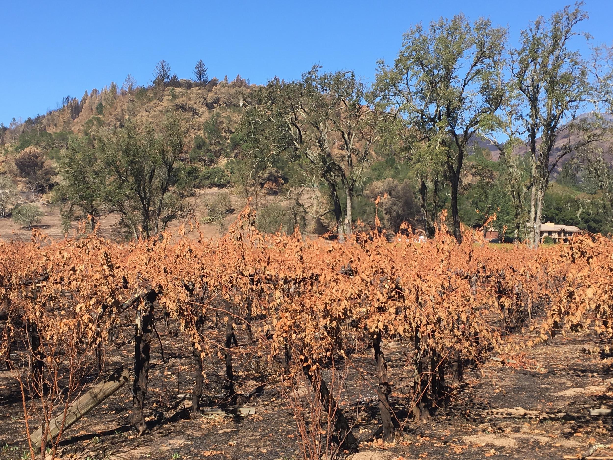 Scorched vines at Helena Johnston View vineyard, near Calistoga, Napa