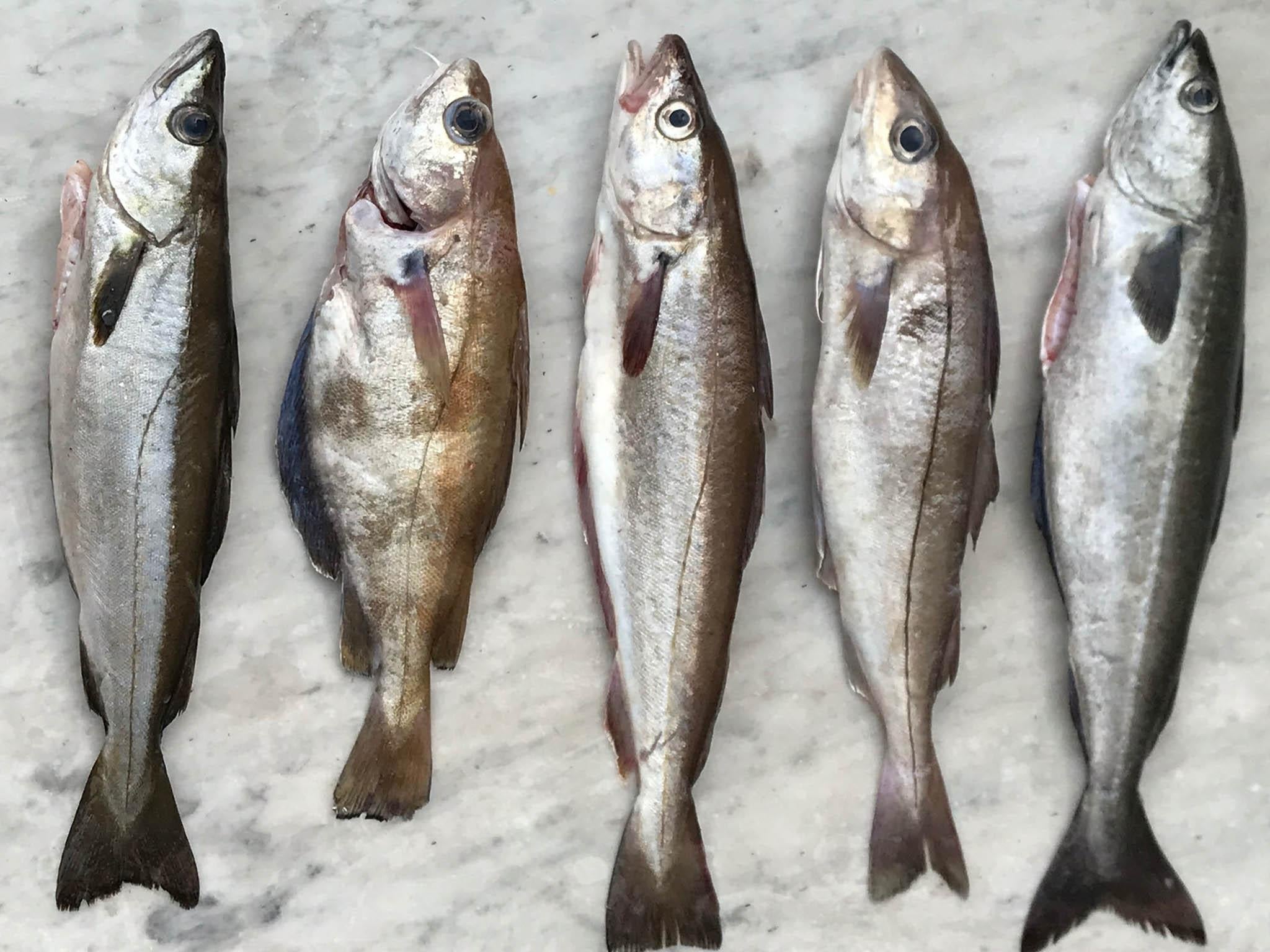 Five types of fish of widely eaten in Britain while 150 types are caught