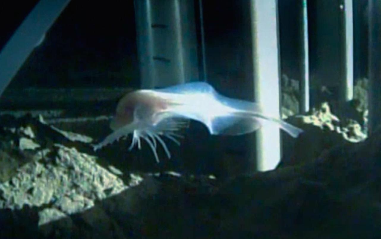 blue planet deep sea male fish serves now purpose