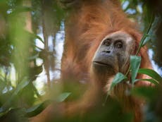 Scientists find new orangutan and it is already endangered