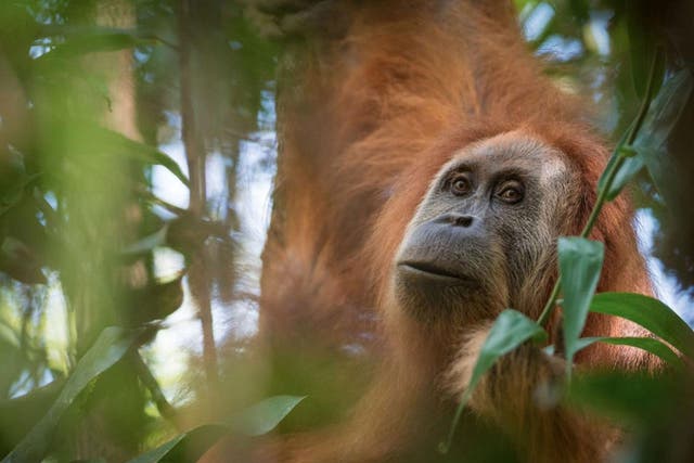 Pongo tapanuliensis was originally considered to be part of the Sumatran orangutan population