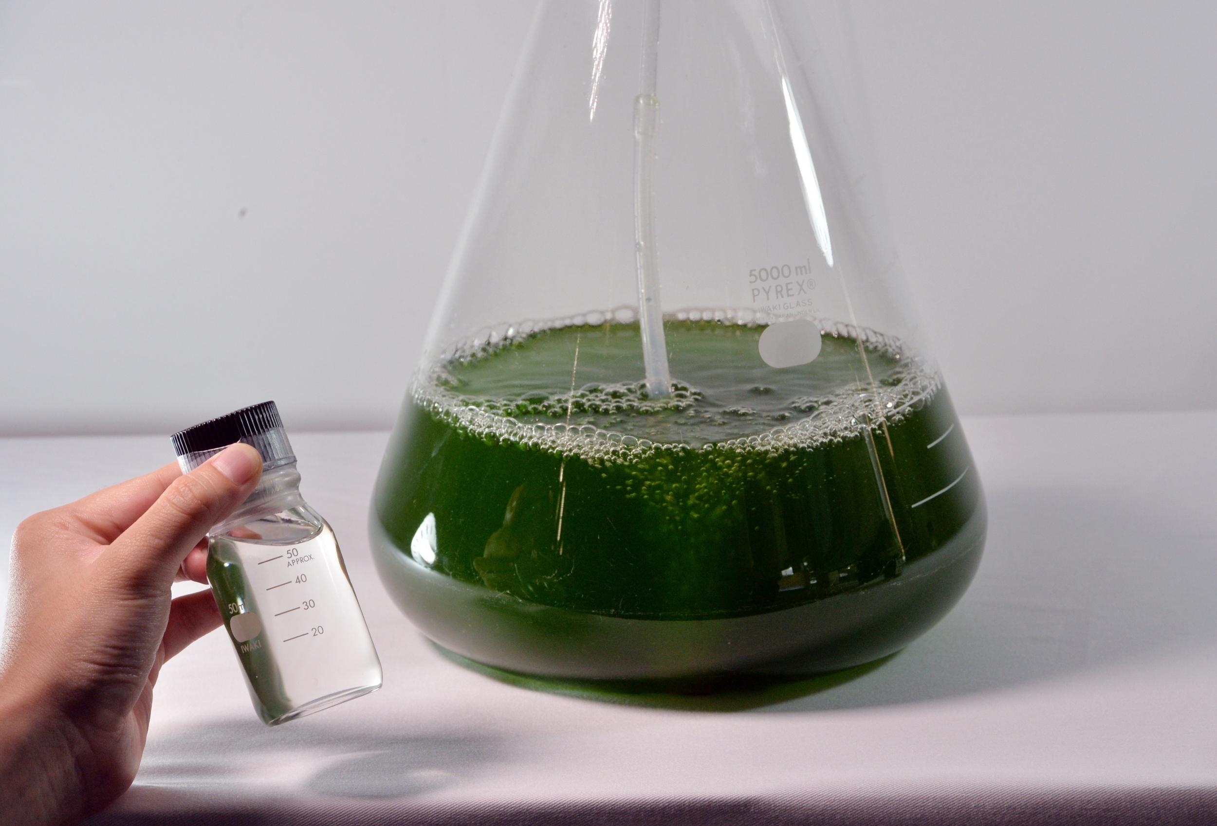 Algae biofuels could power jets and planes in the future