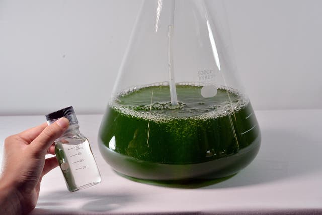 Algae biofuels could power jets and planes in the future