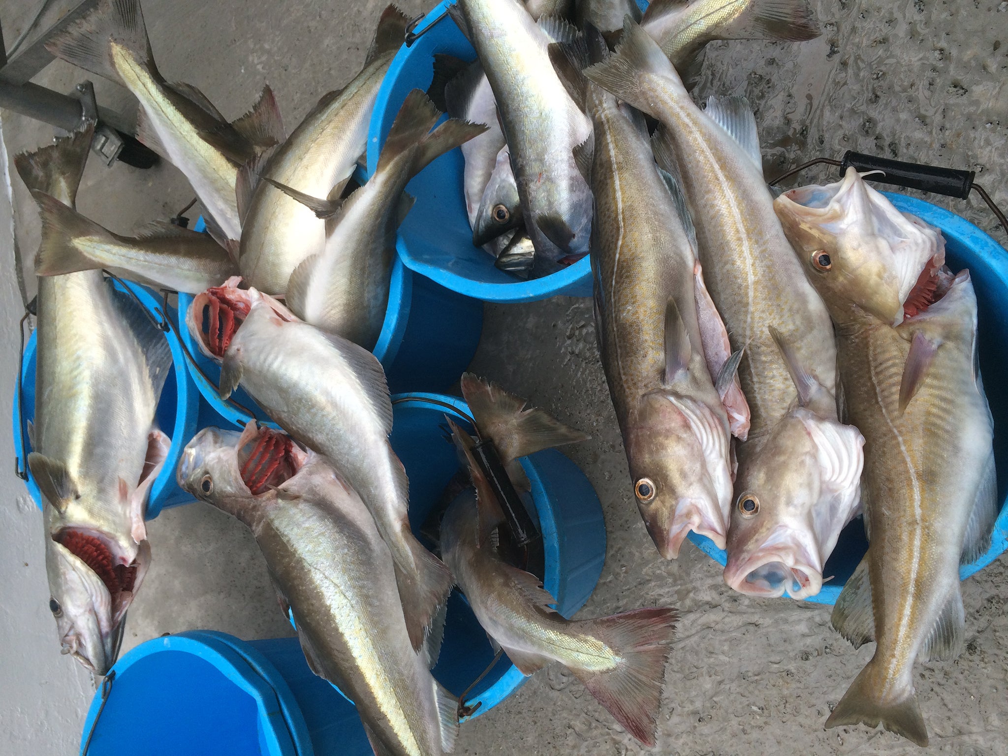 Cod and pollack caught by Kernowsashimi near Coverack Harbour on Cornwall’s Lizard Peninsula