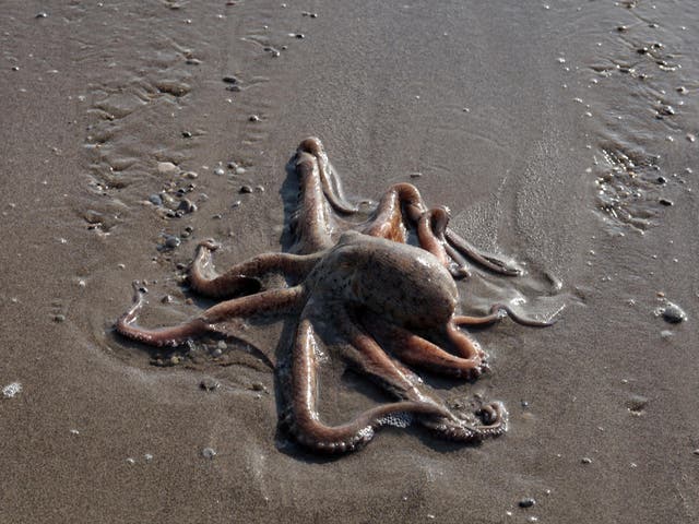 An octopus on a beach