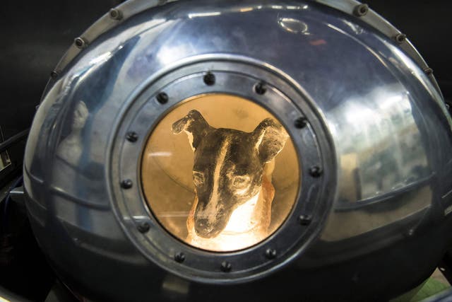 An effigy of Laika the dog, who died five hours in to her 1957 space flight