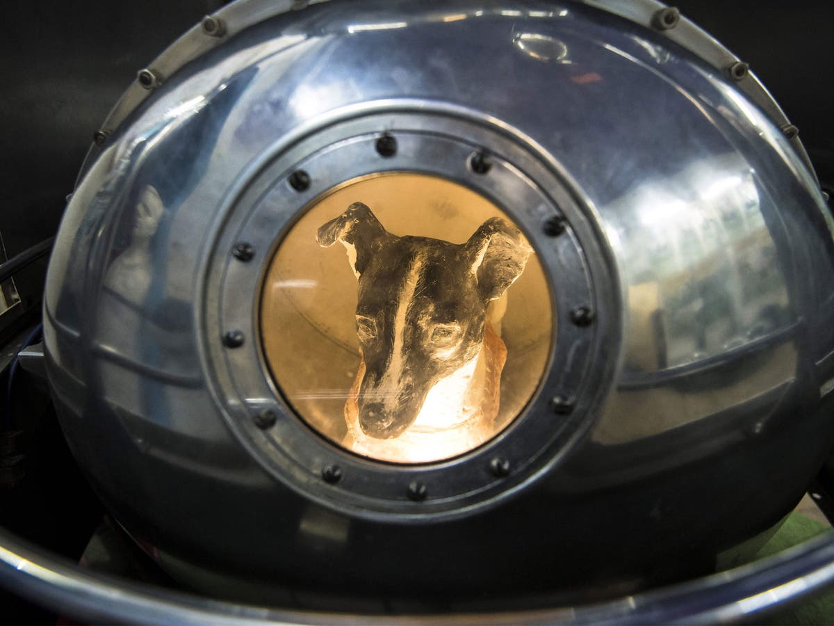 60 years on, what happened to all the animals sent to space